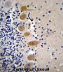 MST1 Antibody