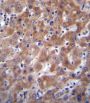 I23O2 Antibody