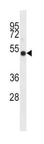 I23O2 Antibody