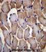 Selenoprotein N (SEPN1) Antibody