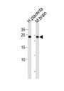 SOX15 Antibody