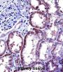 Interleukin 6 (IL6) Antibody