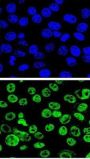 MDM2 Antibody