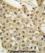 MDM2 Antibody