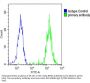 Keratocan (KERA) Antibody