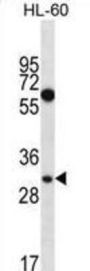 Mediator Complex Subunit 8 (MED8) Antibody