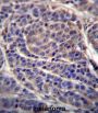 Carbonic Anhydrase 6 (CA6) Antibody