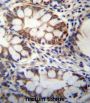 GPSM1 Antibody