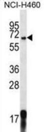 GPSM1 Antibody