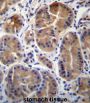 Synaptophysin-Like Protein 1 (SYPL1) Antibody