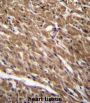 Protein BTG3 (BTG3) Antibody
