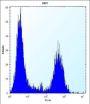 Tropomyosin Alpha-4 Chain (TPM4) Antibody