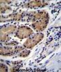 Cathepsin O (CTSO) Antibody