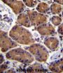Aspartate Beta Hydroxylase (ASPH) Antibody