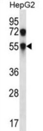 Carbohydrate Sulfotransferase 8 (CHST8) Antibody