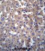 Gamma-Glutamyltransferase 2 (GGT2) Antibody