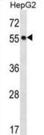 Protein O-Fucosyltransferase 2 (POFUT2) Antibody