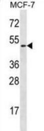 Ladinin 1 (LAD1) Antibody