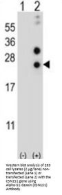 Alpha-S1-Casein (CSN1S1) Antibody