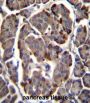 RAB11B, Member RAS Oncogene Family (RAB11B) Antibody