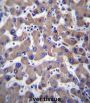 Transmembrane Protein 70, Mitochondrial (TMM70) Antibody