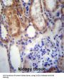 Sushi Domain-Containing Protein 2 (SUSD2) Antibody