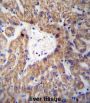 Glycine N-Acyltransferase (GLYAT) Antibody