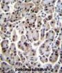 Mesoderm Posterior Protein 1 (MESP1) Antibody