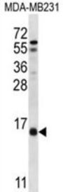 HINT3 Antibody