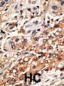 Bmf BH3 Domain Antibody