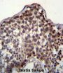 PQ-Loop Repeat-Containing Protein 2 (PQLC2) Antibody