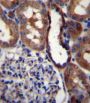 GRIK3 Antibody
