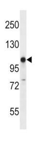 GRIK3 Antibody