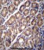 Protocadherin Alpha-12 (PCDHA12) Antibody