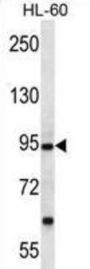 Protocadherin Alpha-12 (PCDHA12) Antibody