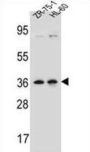 Leucine Zipper Protein 2 (LUZP2) Antibody