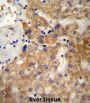 Bifunctional Heparan Sulfate N-Deacetylase/N-Sulfotransferase 1 (NDST1) Antibody