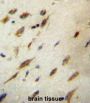 Coiled-Coil Domain Containing 134 (CCDC134) Antibody