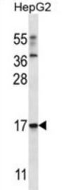 TRIM48 Antibody