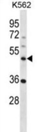 NLE1 Antibody