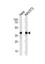 Heat Shock Protein 40 (HSP40) Antibody