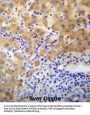 Protein APCDD1 (APCDD1) Antibody