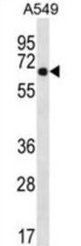 WSCD2 Antibody