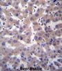 Prolylcarboxypeptidase (PRCP) Antibody