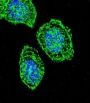 Eukaryotic Translation Initiation Factor 2 Subunit 1 (EIF2S1) Antibody