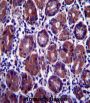 Eukaryotic Translation Initiation Factor 2 Subunit 1 (EIF2S1) Antibody