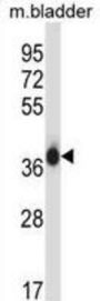 Eukaryotic Translation Initiation Factor 2 Subunit 1 (EIF2S1) Antibody