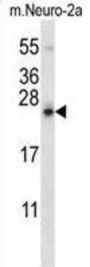 Stromal Cell Derived Factor 2 Like Protein 1 (SDF2L1) Antibody