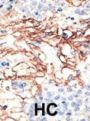 CEM15 Antibody