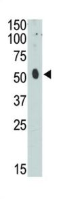 CEM15 Antibody